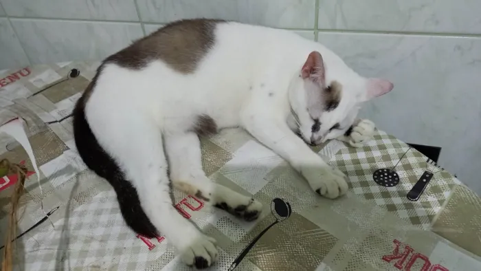 Gato ra a SRD idade 7 a 11 meses nome Marie