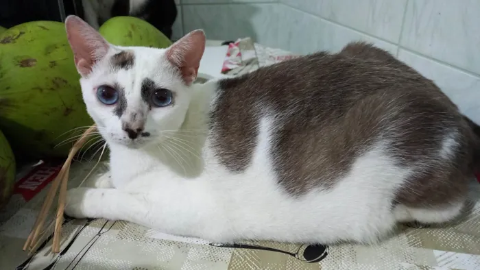 Gato ra a SRD idade 7 a 11 meses nome Marie