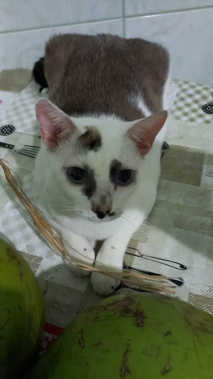 Gato ra a SRD idade 7 a 11 meses nome Marie