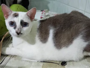 Gato raça SRD idade 7 a 11 meses nome Marie
