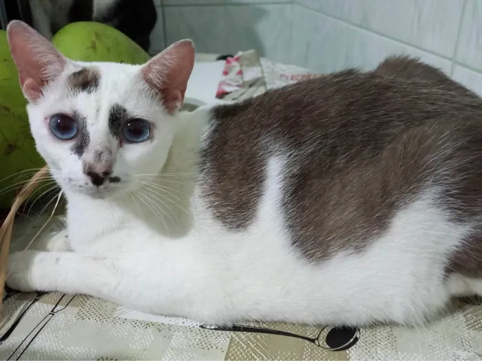 Gato ra a SRD idade 7 a 11 meses nome Marie