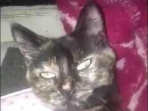 Gato raça SRD-ViraLata idade 2 anos nome IZABELLA