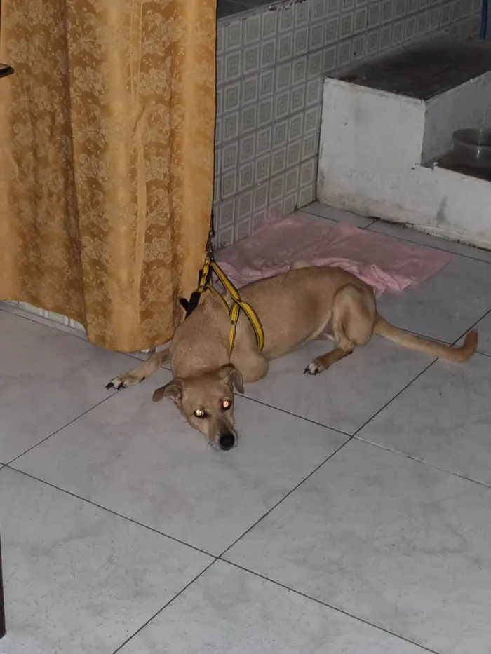 Cachorro ra a SRD-ViraLata idade 6 ou mais anos nome SUZY