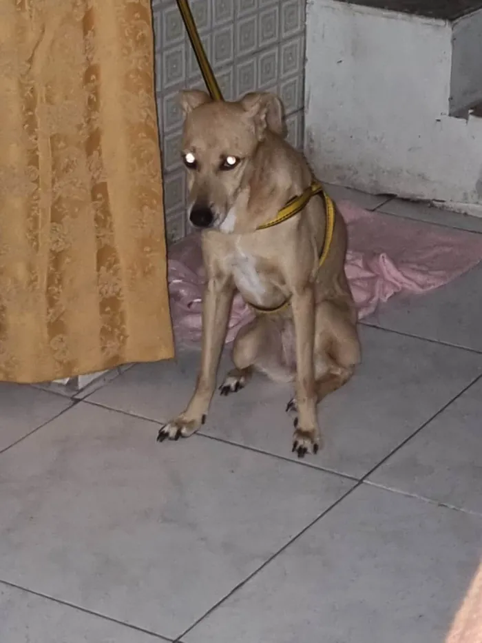 Cachorro ra a SRD-ViraLata idade 6 ou mais anos nome SUZY