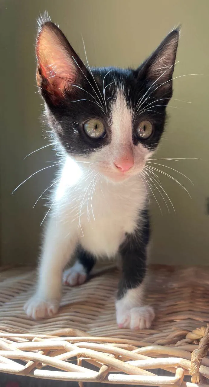 Gato ra a SRD-ViraLata idade Abaixo de 2 meses nome Filhotes 