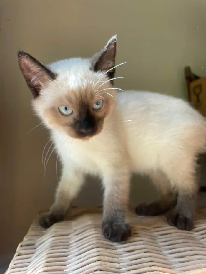 Gato ra a SRD-ViraLata idade Abaixo de 2 meses nome Filhotes 