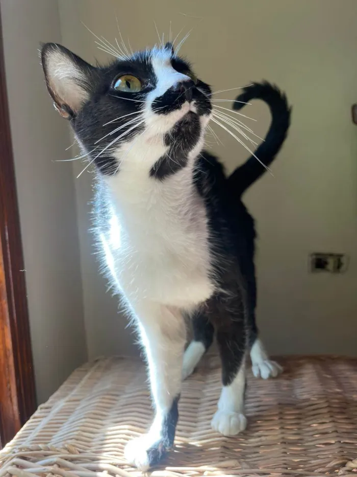 Gato ra a SRD-ViraLata idade Abaixo de 2 meses nome Filhotes 