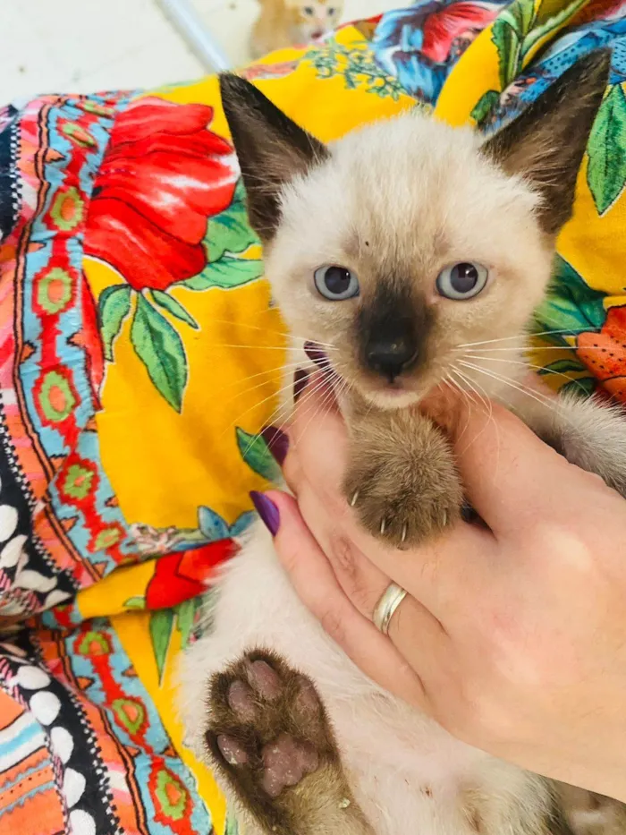 Gato ra a SRD-ViraLata idade Abaixo de 2 meses nome Filhotes 