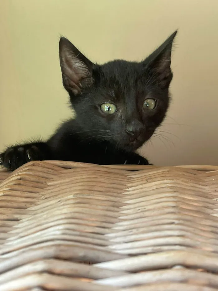 Gato ra a SRD-ViraLata idade Abaixo de 2 meses nome Filhotes 