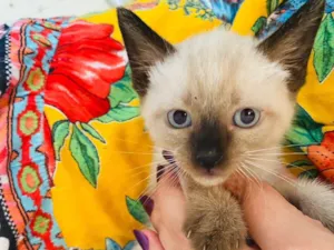 Gato raça SRD-ViraLata idade Abaixo de 2 meses nome Filhotes 