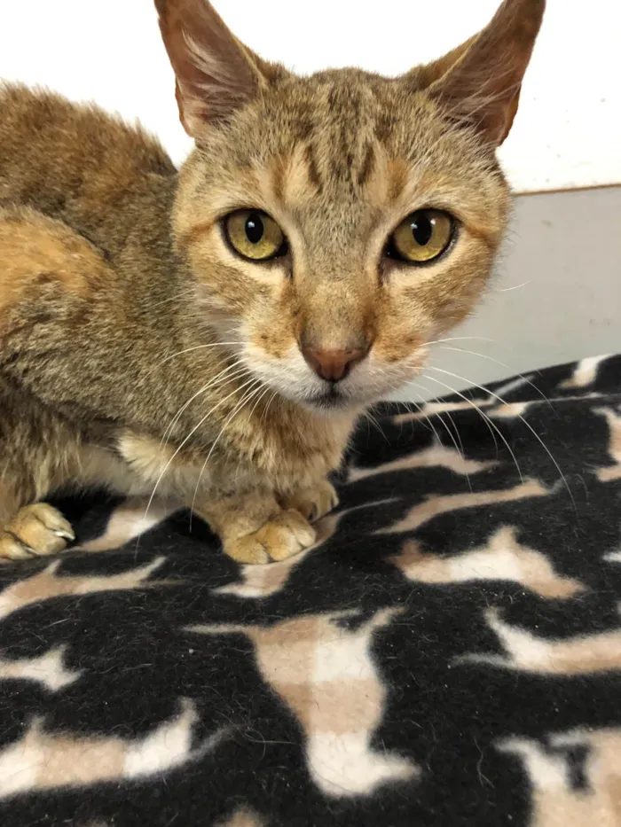 Gato ra a SRD-tigrada idade 6 ou mais anos nome Tigresa