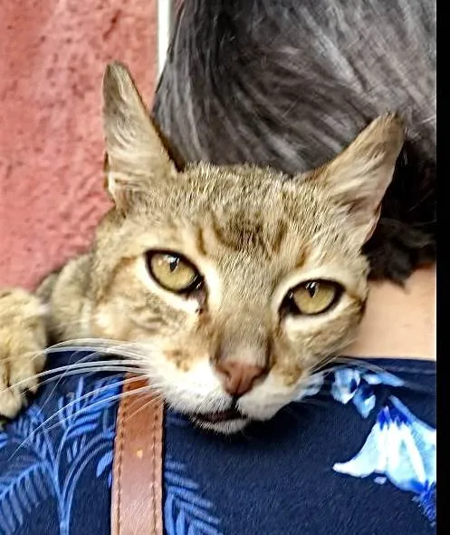 Gato ra a SRD-tigrada idade 6 ou mais anos nome Tigresa