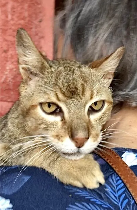 Gato ra a SRD-tigrada idade 6 ou mais anos nome Tigresa