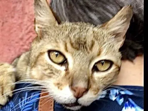 Gato ra a SRD-tigrada idade 6 ou mais anos nome Tigresa