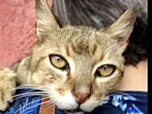 Gato raça SRD-tigrada idade 6 ou mais anos nome Tigresa