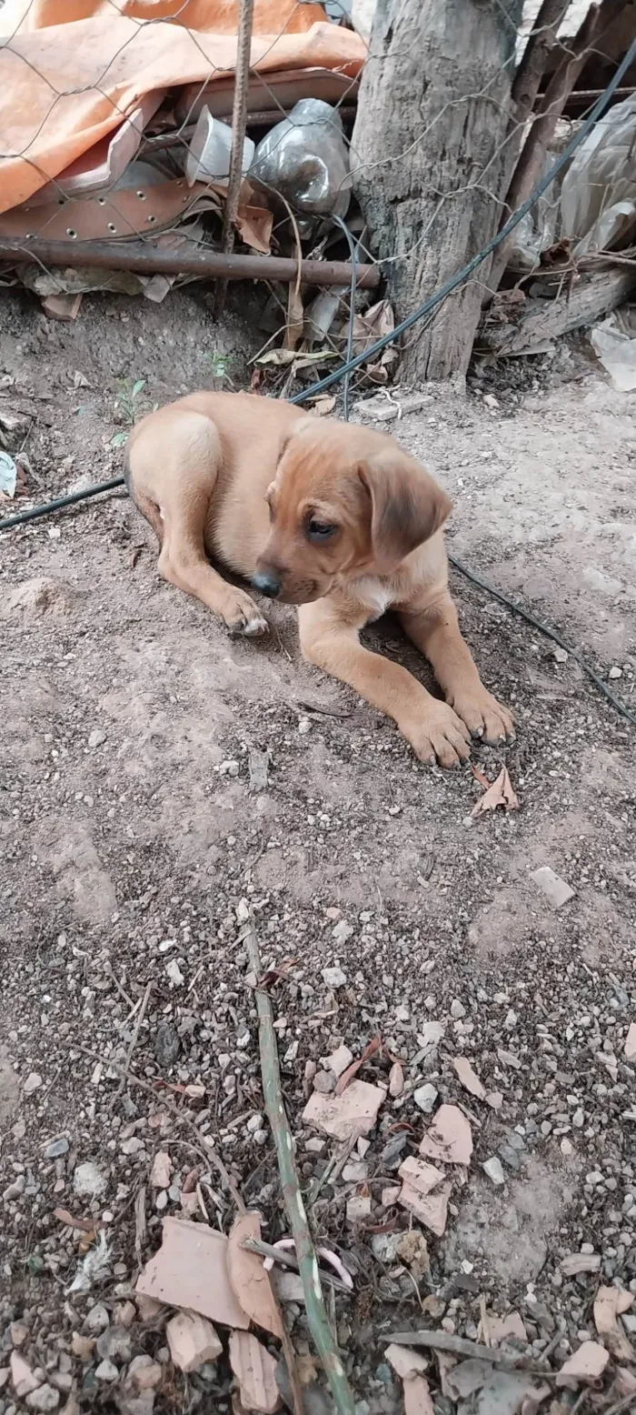 Cachorro ra a Mista idade 2 a 6 meses nome Stela