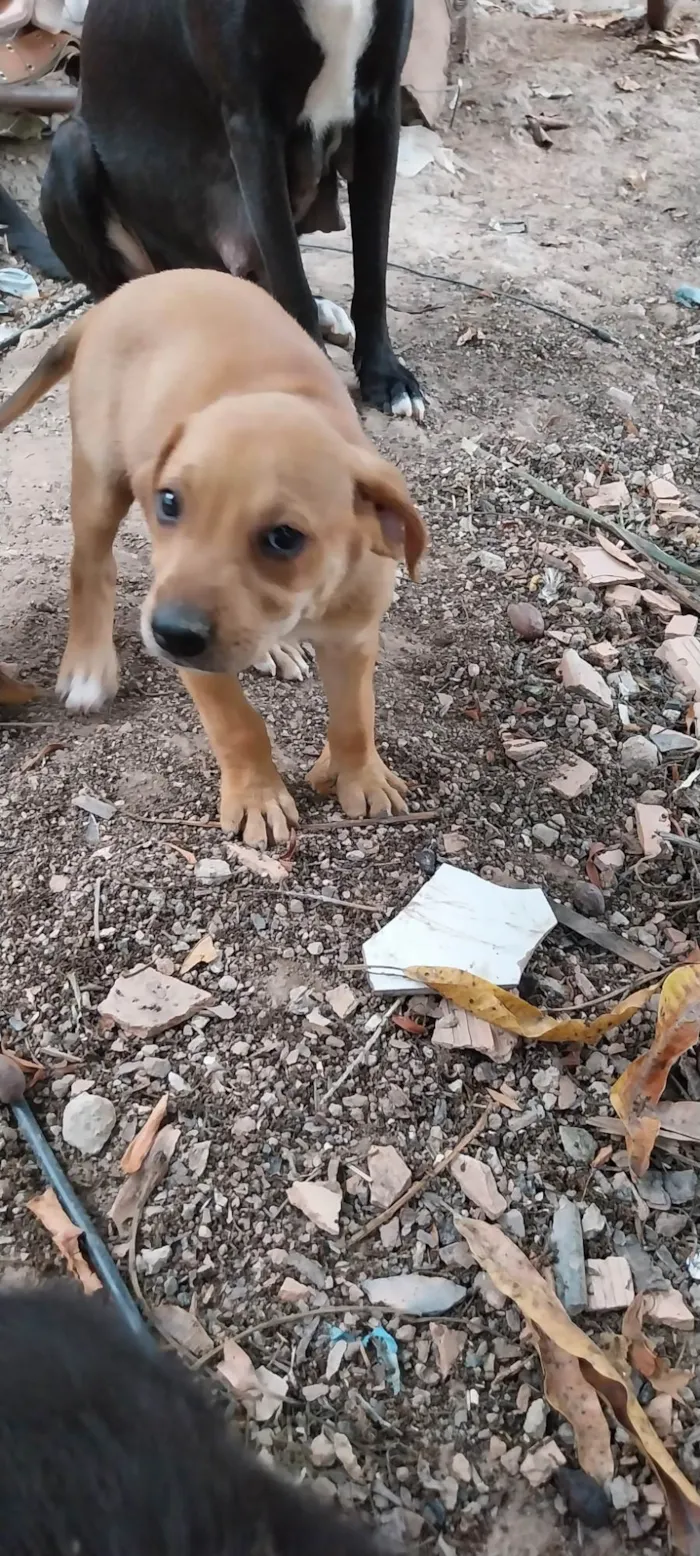 Cachorro ra a Mista idade 2 a 6 meses nome Stela