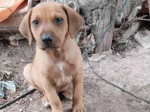 Cachorro raça Mista idade 2 a 6 meses nome Stela