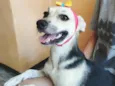 Princesinha