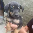 Dalila