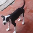 Sansão 