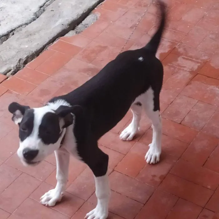 Cachorro ra a SRD-ViraLata idade 2 a 6 meses nome Sansão 