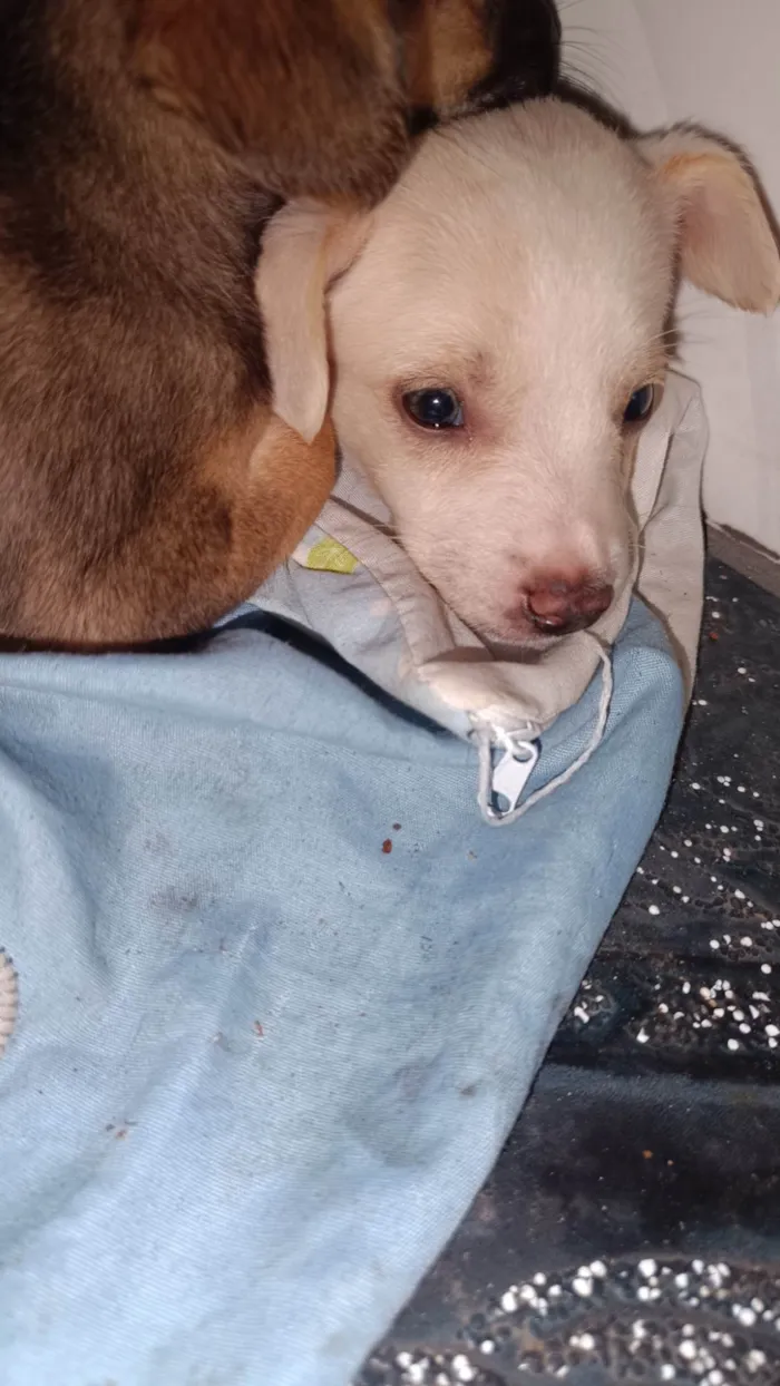 Cachorro ra a ViraLata idade Abaixo de 2 meses nome Filhotes 