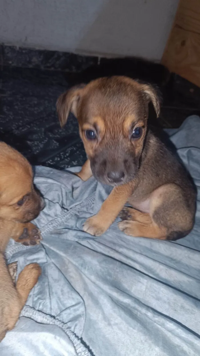 Cachorro ra a ViraLata idade Abaixo de 2 meses nome Filhotes 