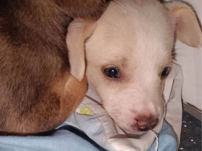 Cachorro ra a ViraLata idade Abaixo de 2 meses nome Filhotes 