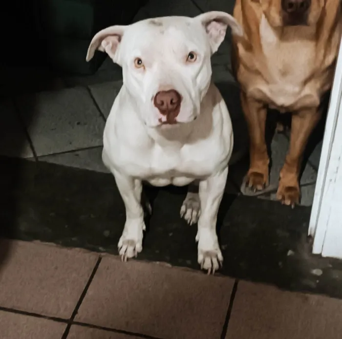 Cachorro ra a PITBULL  idade 3 anos nome Lara
