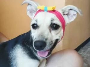 Gato raça Sem raça definida.  idade  nome Princesinha