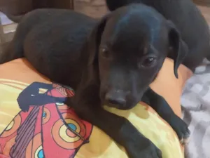 Cachorro raça Indefinida  idade 2 a 6 meses nome Monalisa