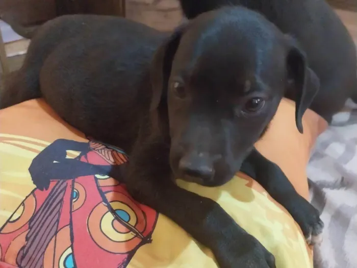Cachorro ra a Indefinida  idade 2 a 6 meses nome Monalisa