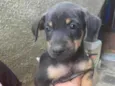 Dalila