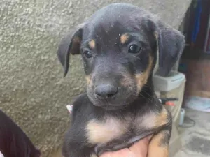 Cachorro raça SRD-ViraLata idade 2 a 6 meses nome Dalila