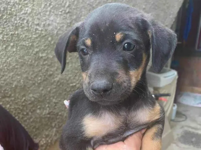 Cachorro ra a SRD-ViraLata idade 2 a 6 meses nome Dalila