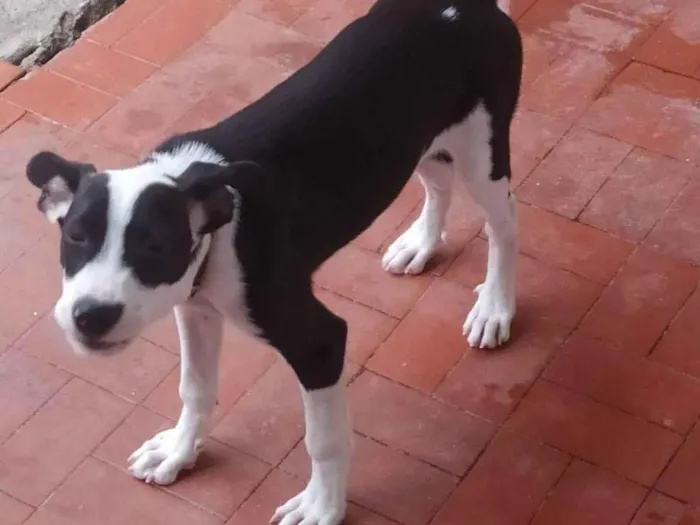 Cachorro ra a SRD-ViraLata idade 2 a 6 meses nome Sansão 