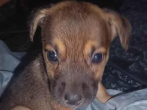 Cachorro raça ViraLata idade Abaixo de 2 meses nome Filhotes 