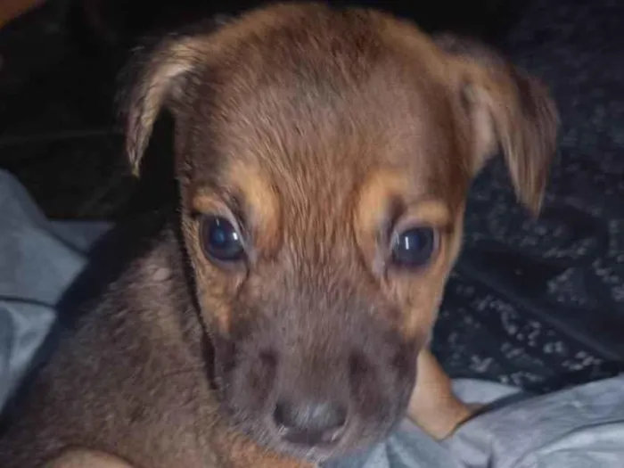 Cachorro ra a ViraLata idade Abaixo de 2 meses nome Filhotes 