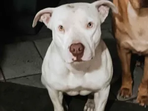Cachorro raça PITBULL  idade 3 anos nome Lara