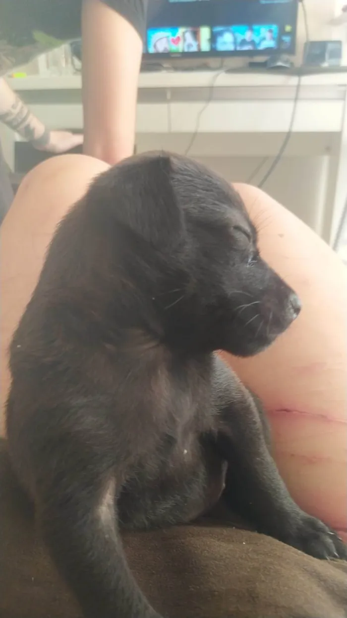 Cachorro ra a SRD-ViraLata idade 2 a 6 meses nome Panqueca