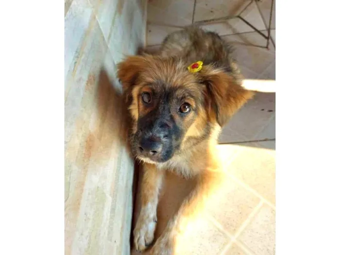 Cachorro ra a indefinida idade 7 a 11 meses nome Não tem nome ainda