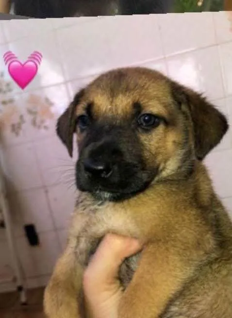 Cachorro ra a SRD-ViraLata idade 2 a 6 meses nome  Rose 