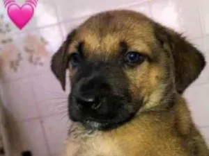 Cachorro raça SRD-ViraLata idade 2 a 6 meses nome  Rose 