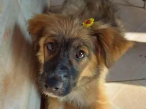 Cachorro raça indefinida idade 7 a 11 meses nome Não tem nome ainda