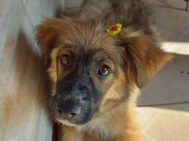 Cachorro ra a indefinida idade 7 a 11 meses nome Não tem nome ainda
