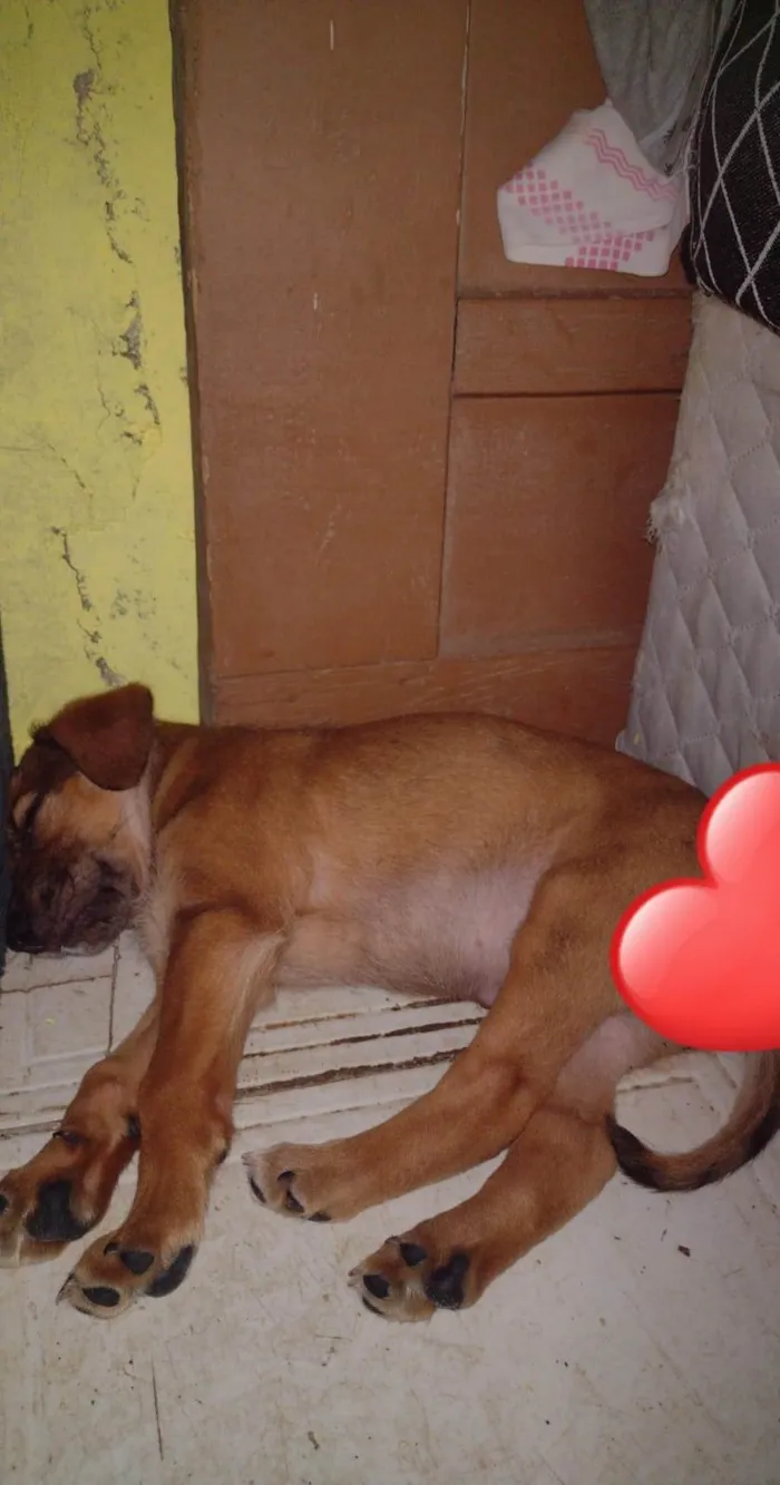 Cachorro ra a SRD-ViraLata idade 2 a 6 meses nome Dara