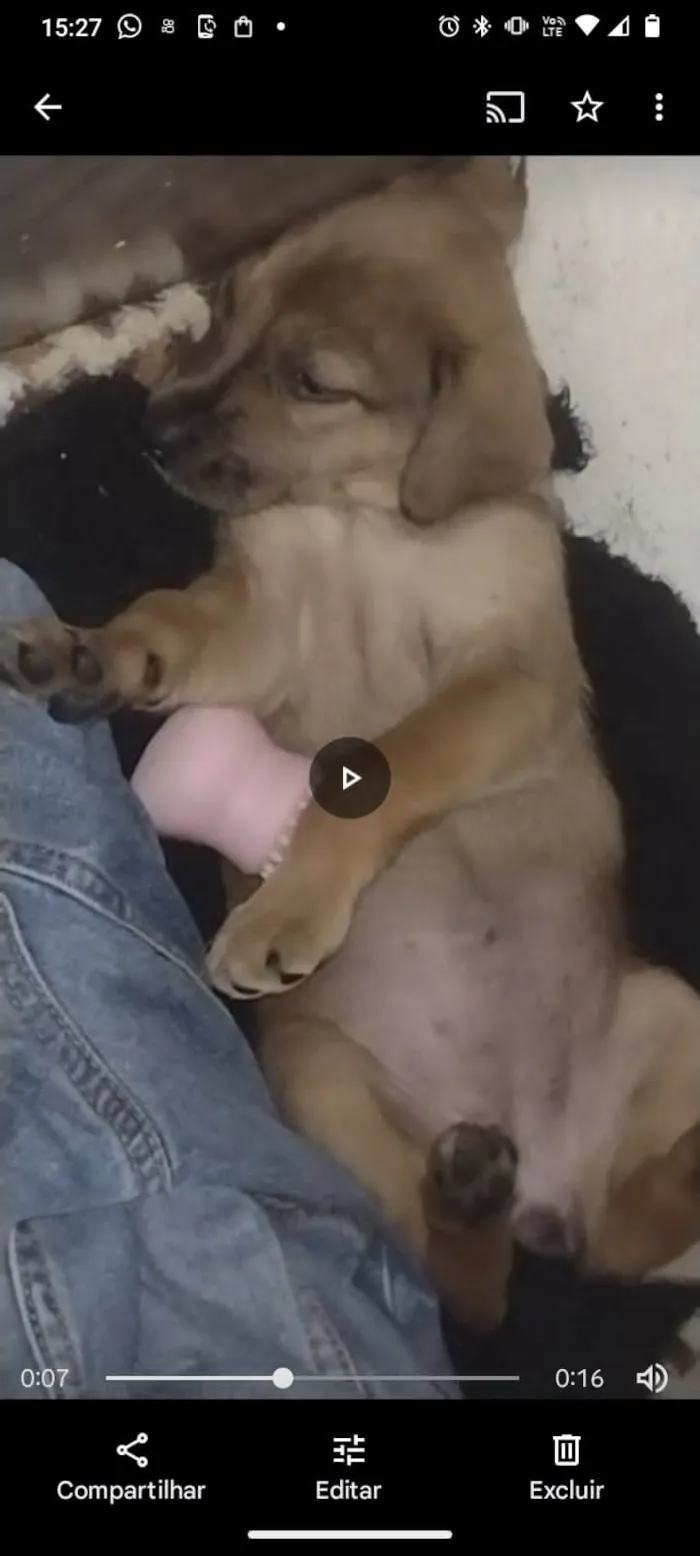 Cachorro ra a SRD-ViraLata idade 2 a 6 meses nome Dara