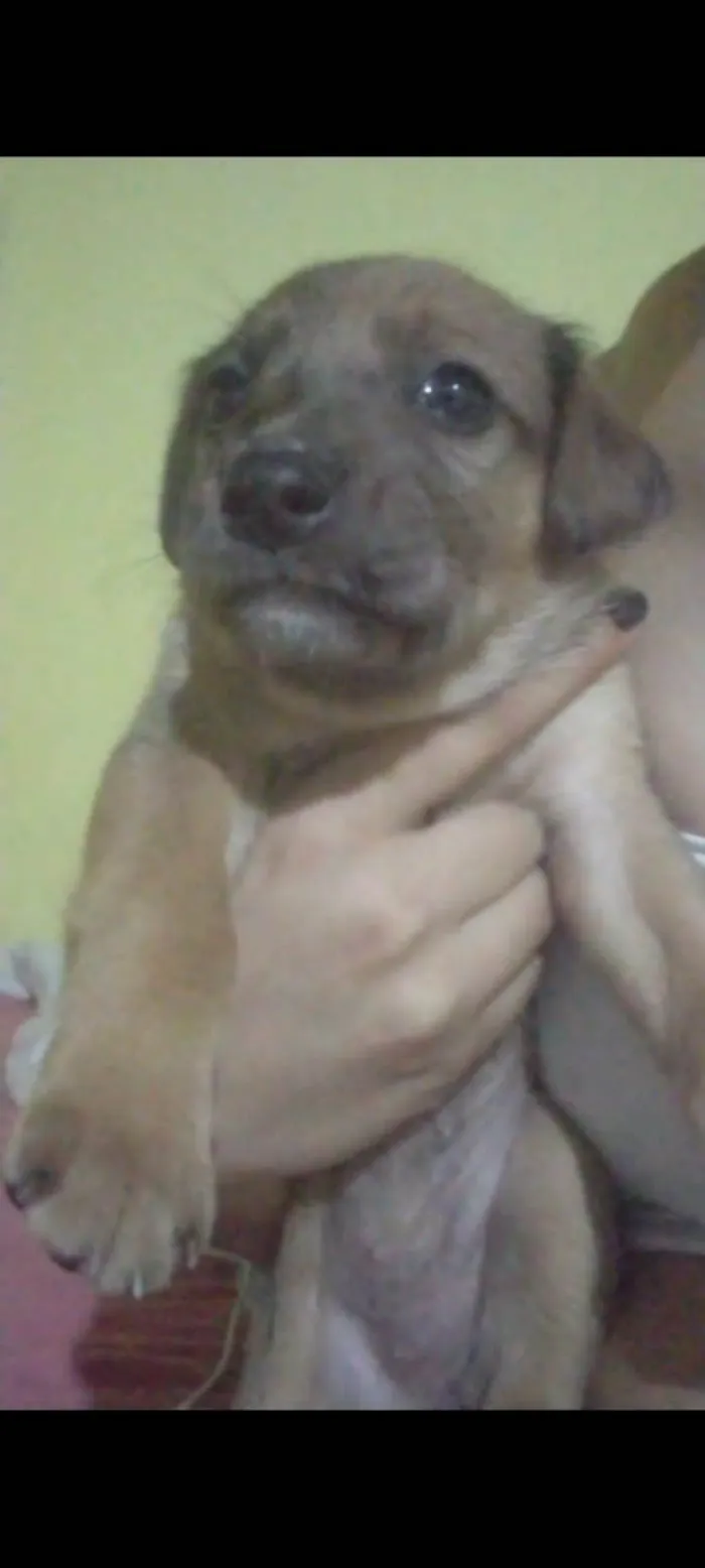 Cachorro ra a SRD-ViraLata idade 2 a 6 meses nome Dara