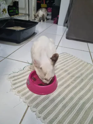 Gato raça SRD-ViraLata idade 2 a 6 meses nome Pétala 